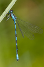Coenagrion hastulatum